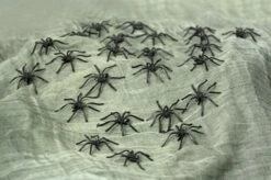 Spinnen Zwart Halloween 24st.